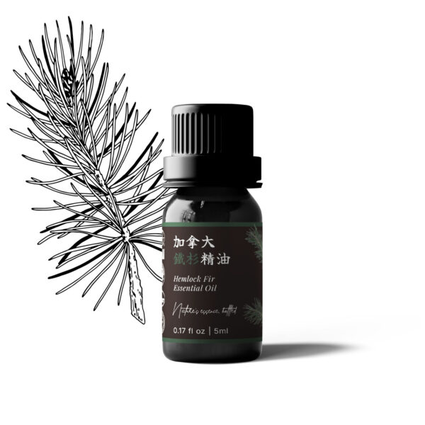 Hemlock Fir Essential Oil