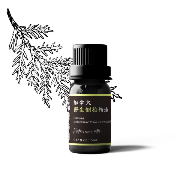 Canada Arborvitae Essential Oil